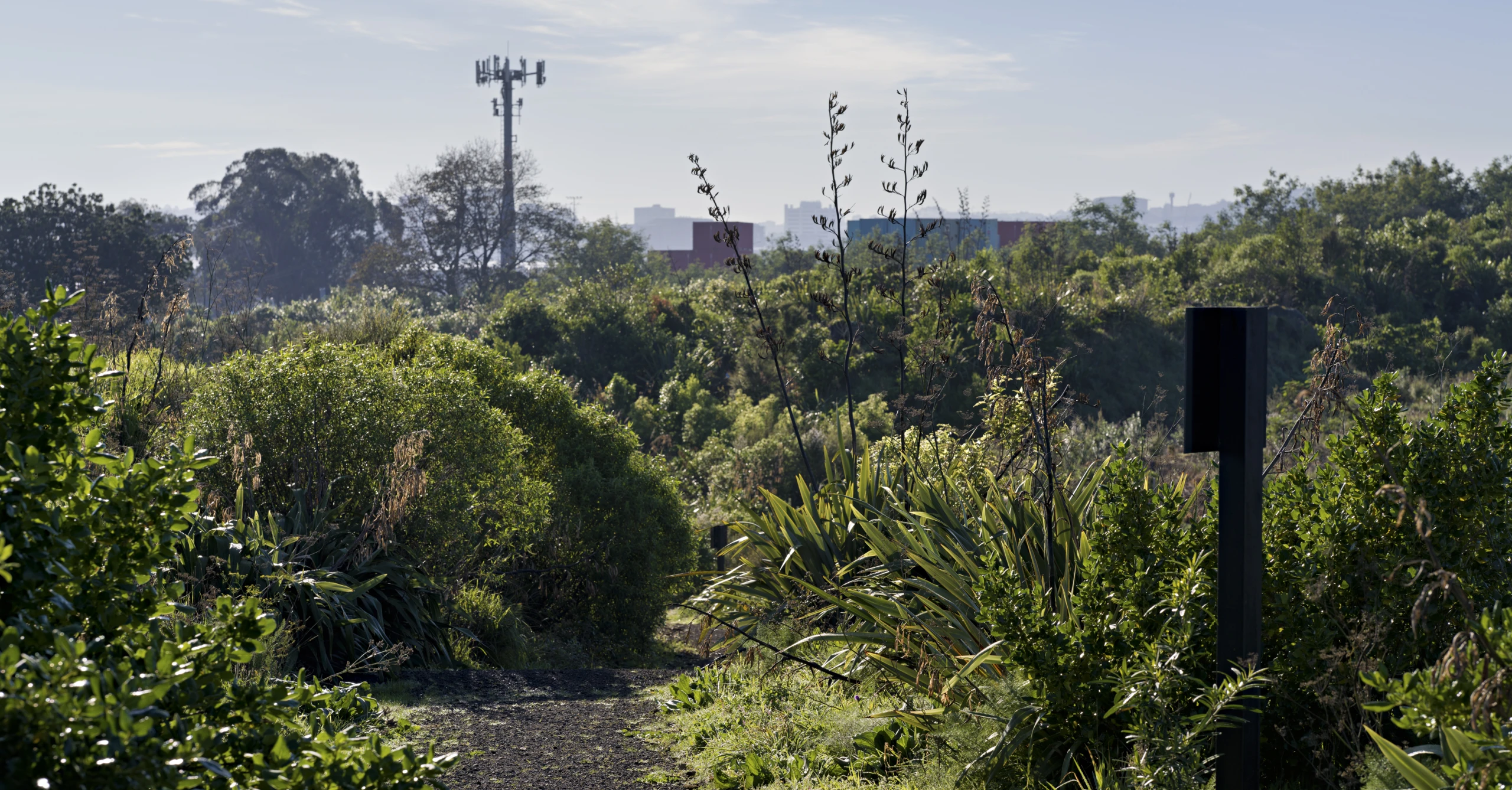 Matukutururu   Wiri Mountain   0002763