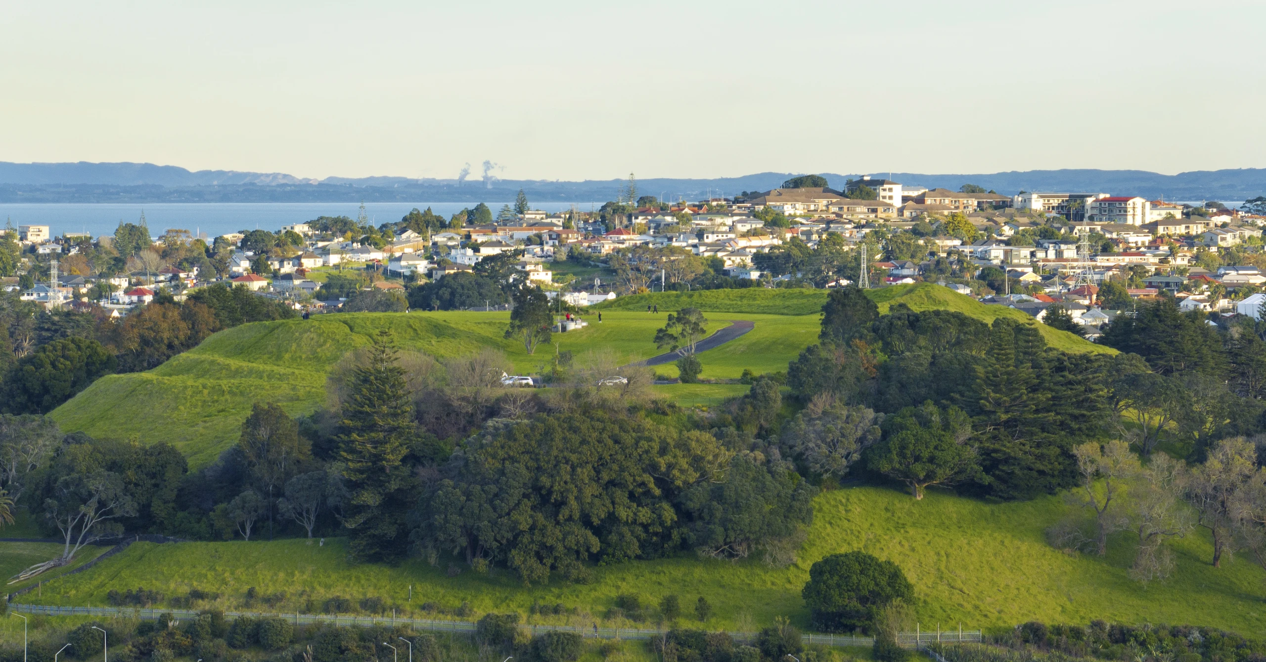 Pukewiwi   Puketapapa   Mt Roskill   0693